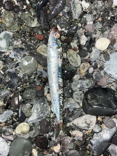 ウルメイワシの釣果