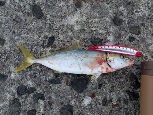 フクラギの釣果