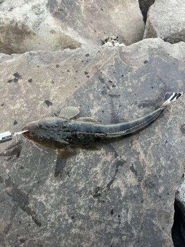 マゴチの釣果