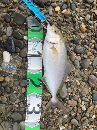 ショゴの釣果