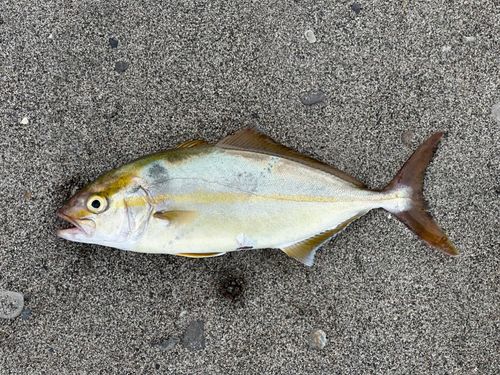 ショゴの釣果