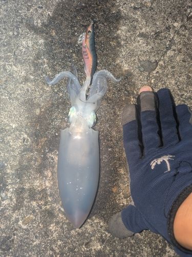 アオリイカの釣果