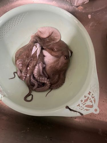 タコの釣果