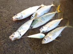 マアジの釣果