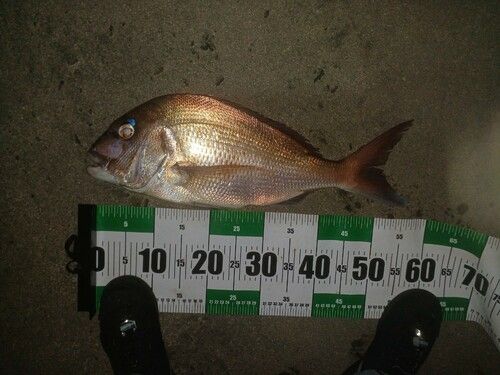 マダイの釣果