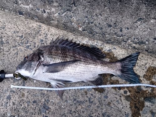 チヌの釣果
