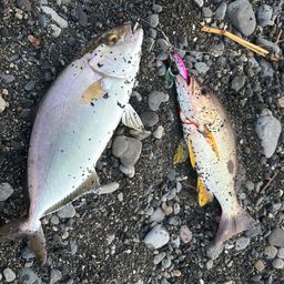 クロホシフエダイ