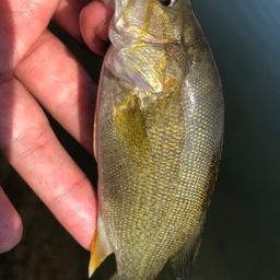 スモールマウスバス