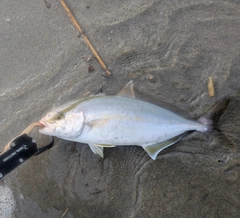 ショゴの釣果
