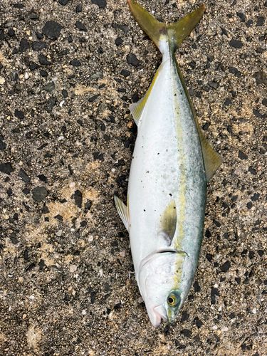 ヤズの釣果