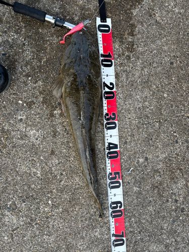 マゴチの釣果