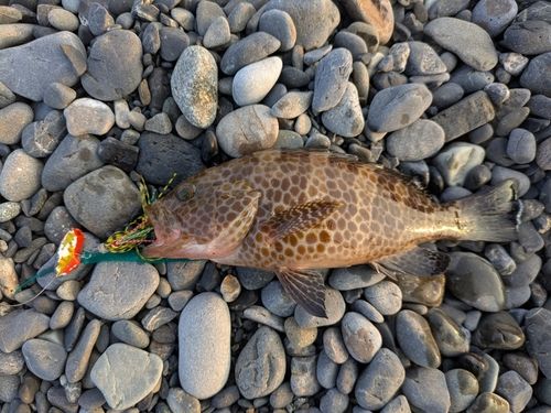 オオモンハタの釣果