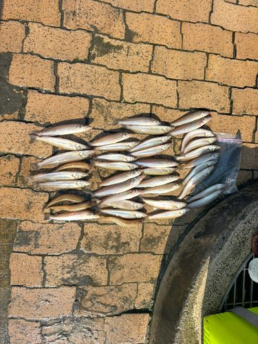 シロギスの釣果