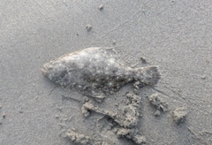 ソゲの釣果