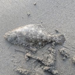 ソゲ