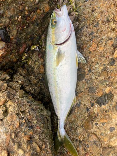 ツバスの釣果
