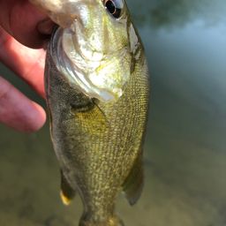 スモールマウスバス