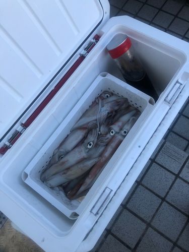 ケンサキイカの釣果