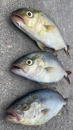 ショゴの釣果