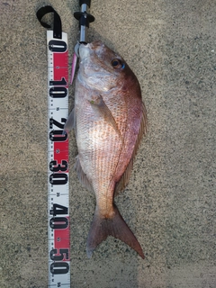 タイの釣果