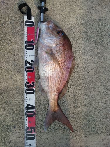 タイの釣果