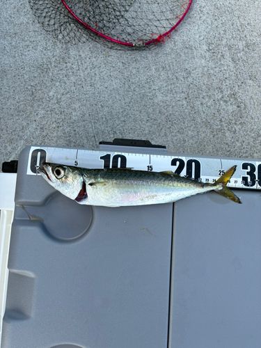 サバの釣果