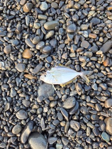 セイゴ（ヒラスズキ）の釣果