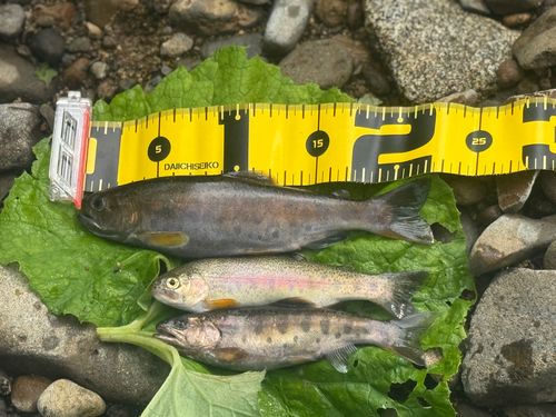 ヤマメの釣果