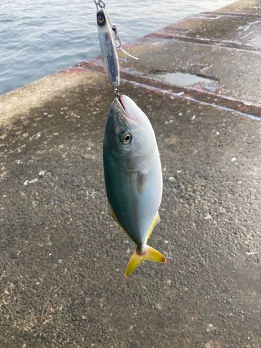 ツバスの釣果