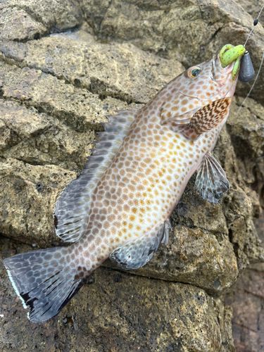 オオモンハタの釣果