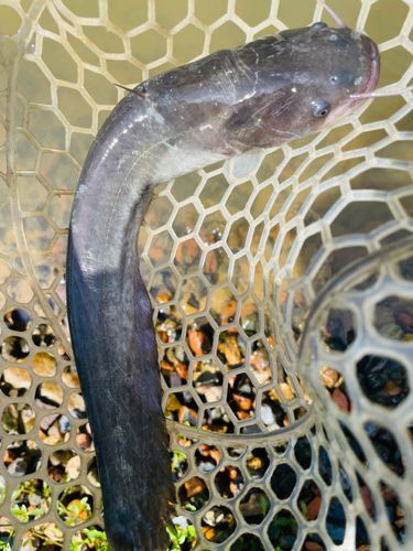 マナマズの釣果