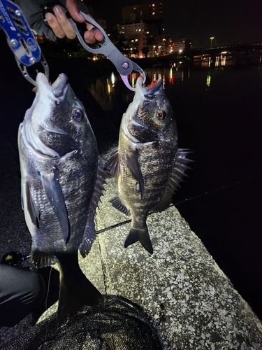 チヌの釣果