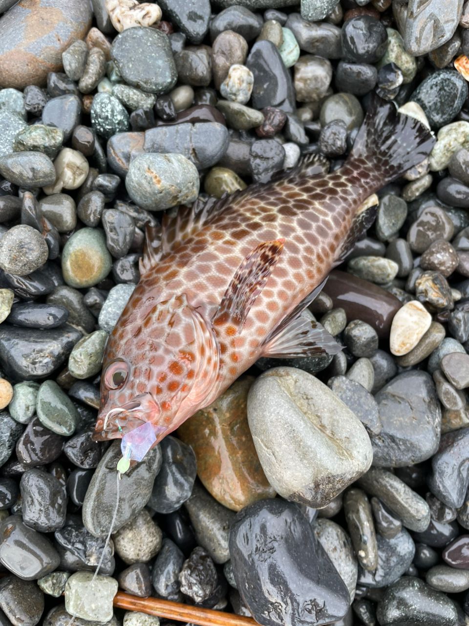 オオモンハタ