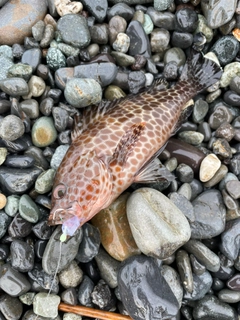 オオモンハタの釣果