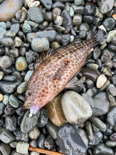 オオモンハタの釣果