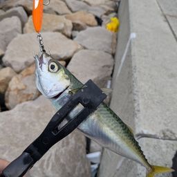 サバ