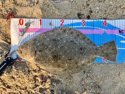 ヒラメの釣果