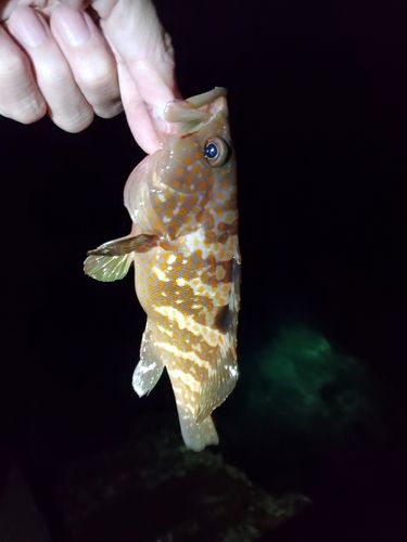 キジハタの釣果