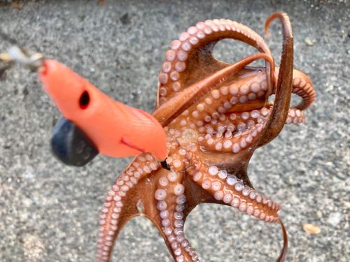 タコの釣果