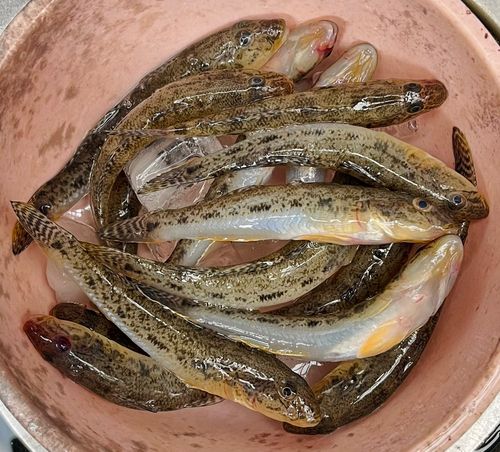 ハゼの釣果