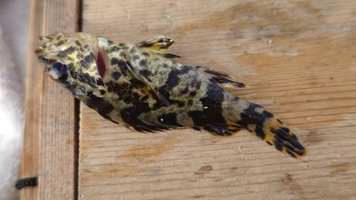 タケノコメバルの釣果