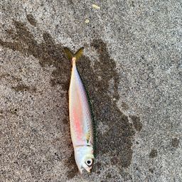 サバ