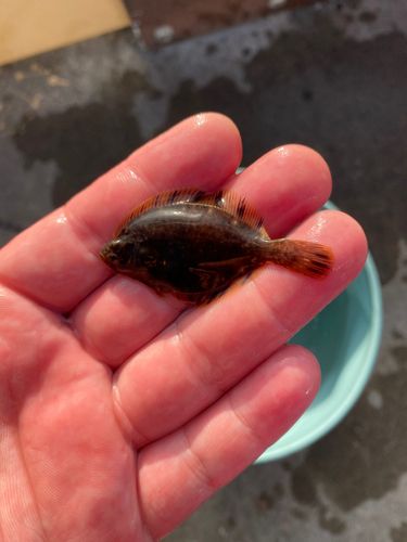 ヌマガレイの釣果