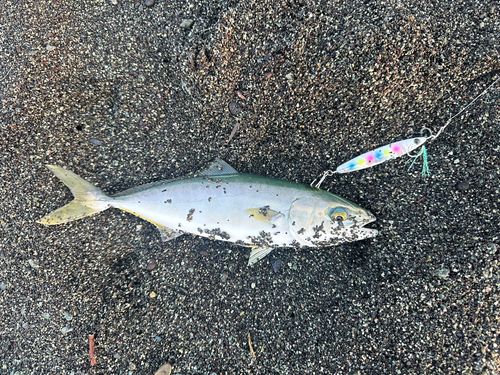 ワカシの釣果