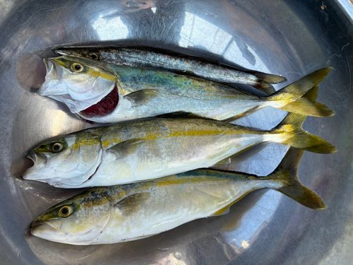 ワカシの釣果