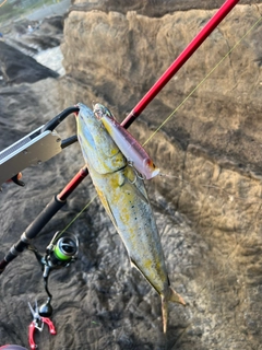 シイラの釣果