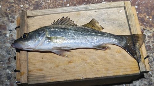 セイゴ（ヒラスズキ）の釣果