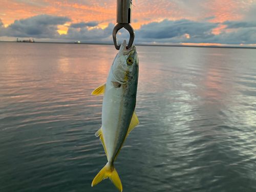 フクラギの釣果