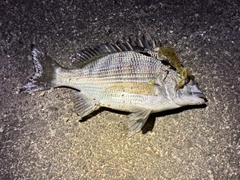 クロダイの釣果