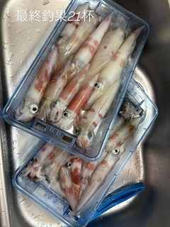 ケンサキイカの釣果